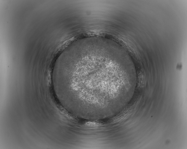 X0000096170699200802011319