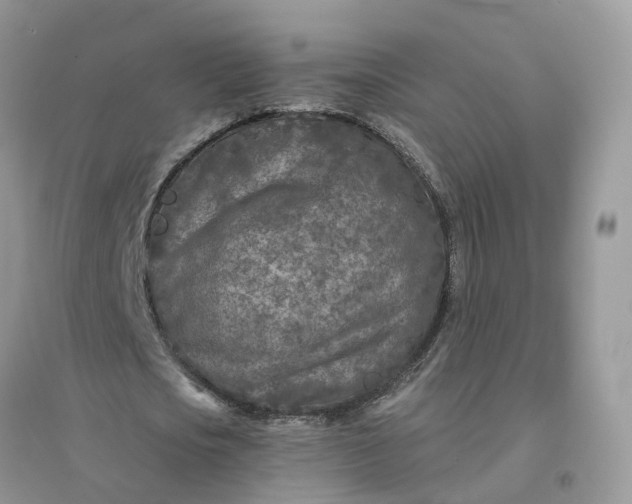 X0000096170721200802011317