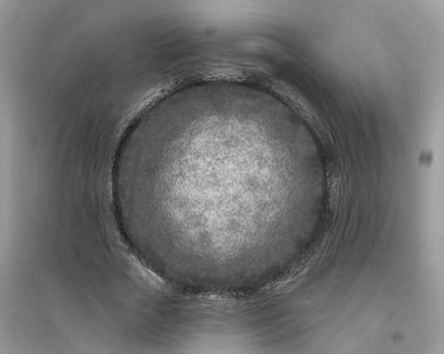 X0000096170729200802011318