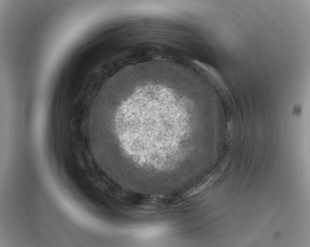 X0000096170765200802011318