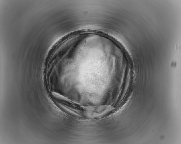 X0000096170783200802011317