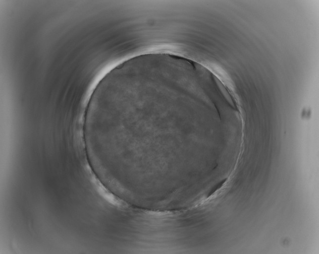 X0000096170816200802011317