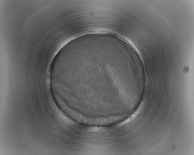 X0000096170835200802011316