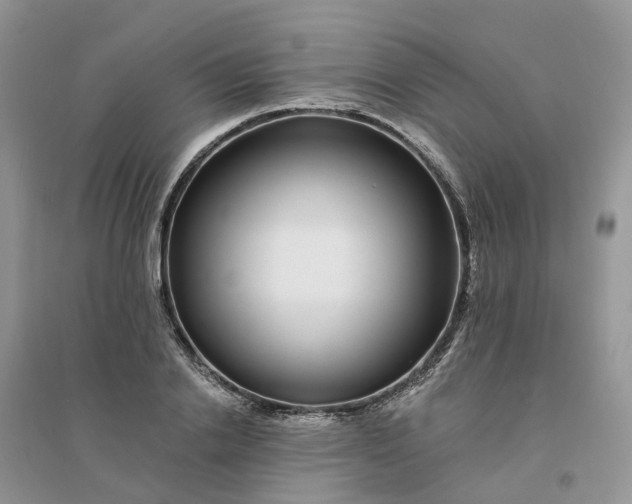 X0000096170838200802011316