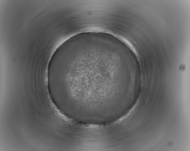 X0000096170839200802011316