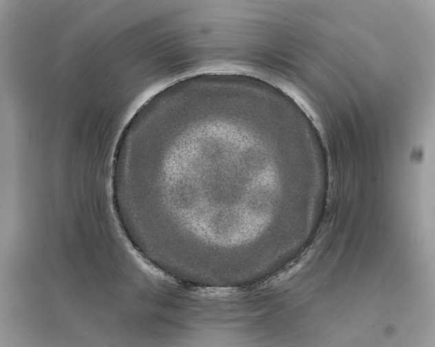 X0000096170853200802011317