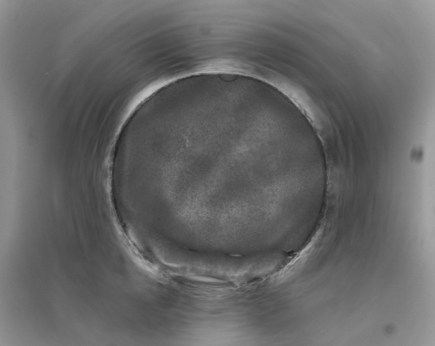 X0000096170854200802011317