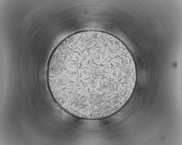 X0000096170856200802011317