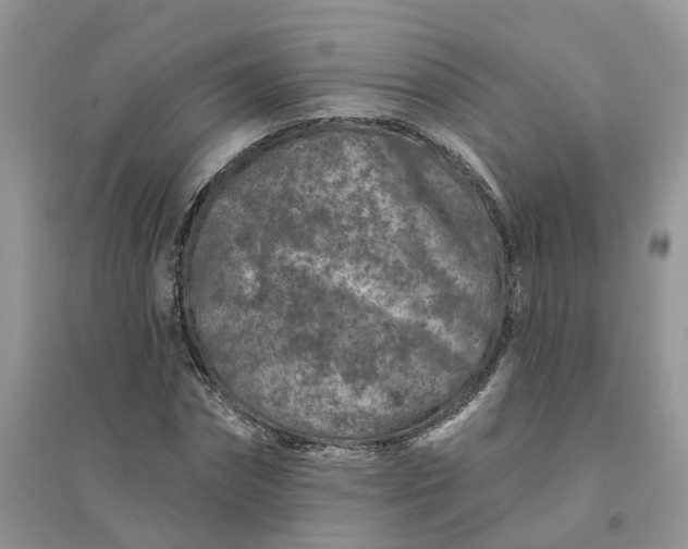 X0000096170874200802011316