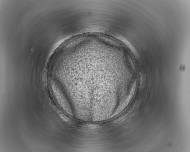 X0000096170878200802011316