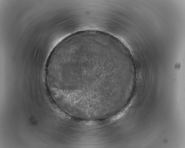 X0000096170879200802011316