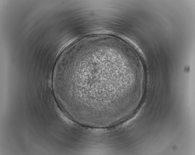 X0000096170889200802011316