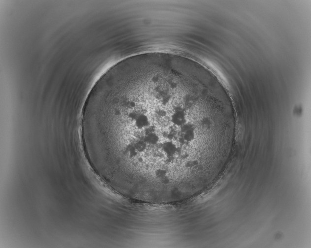 X0000096170899200802011316