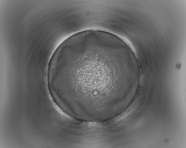 X0000096170903200802011316