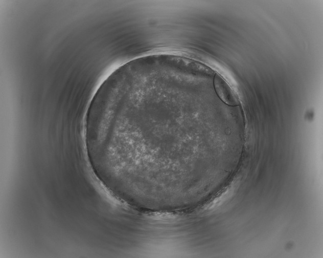 X0000096170907200802011316