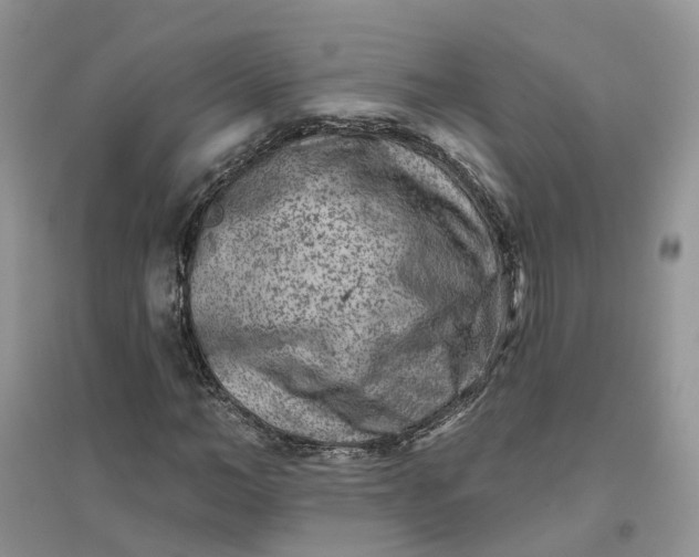 X0000096170966200802011315