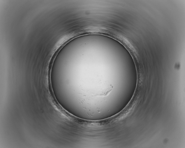 X0000096170986200802011314