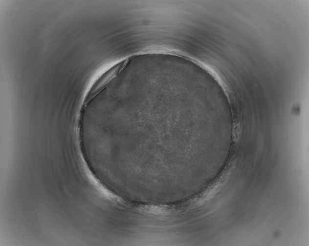 X0000096170995200802011314