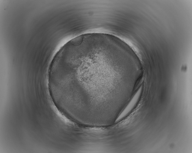 X0000096170998200802011314