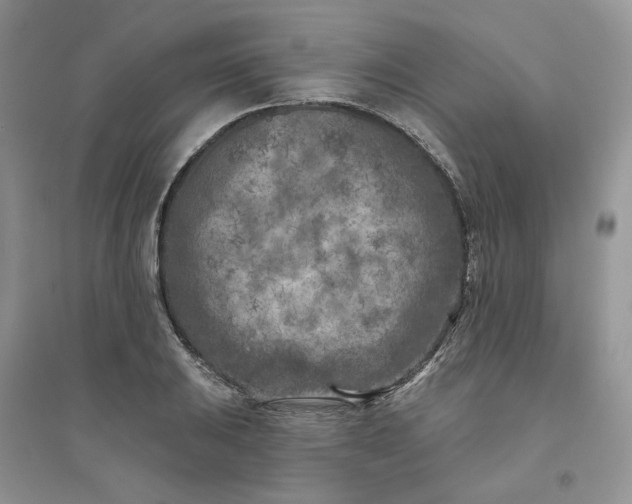 X0000096171031200802011314