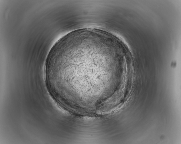 X0000096171032200802011314