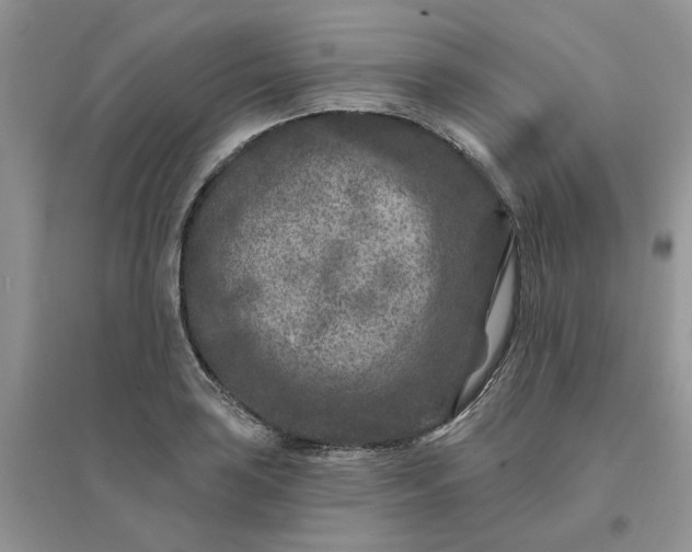 X0000096171035200802011314