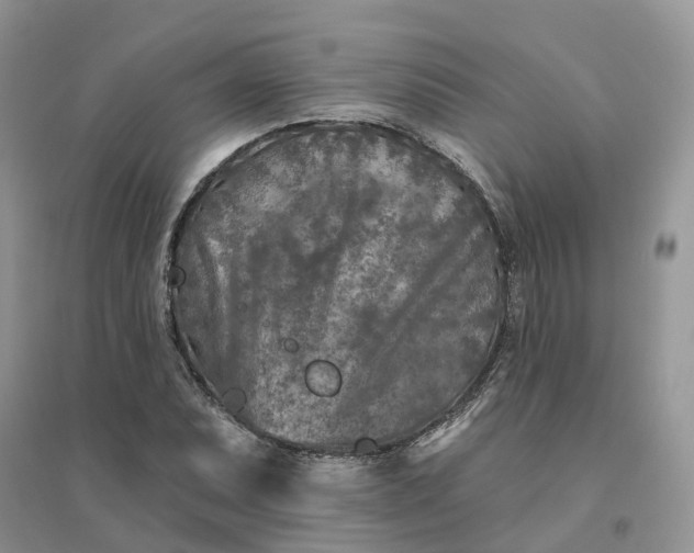 X0000096171071200802011313