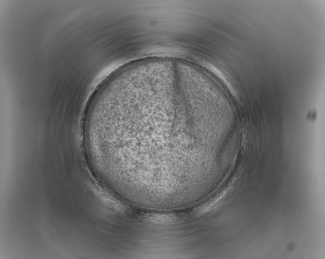 X0000096171074200802011313