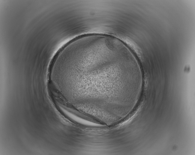 X0000096171077200802011313