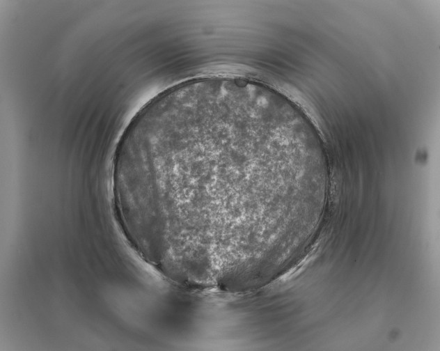 X0000096171083200802011313