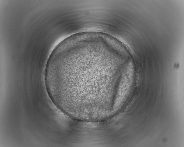 X0000096171086200802011313