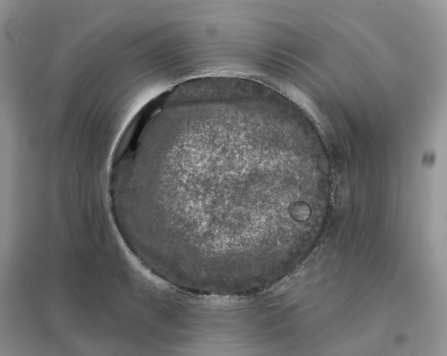 X0000096171087200802011313