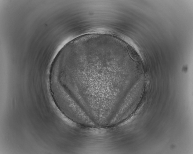 X0000096171091200802011313