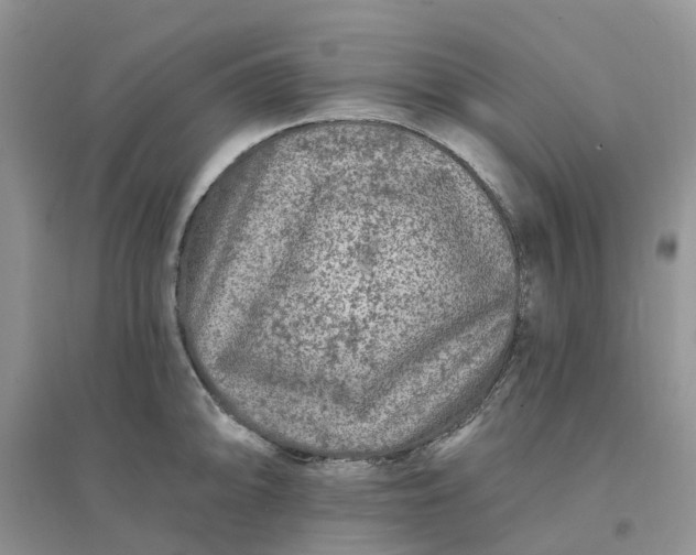 X0000096171094200802011313