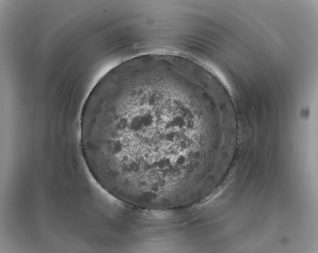 X0000096171095200802011313