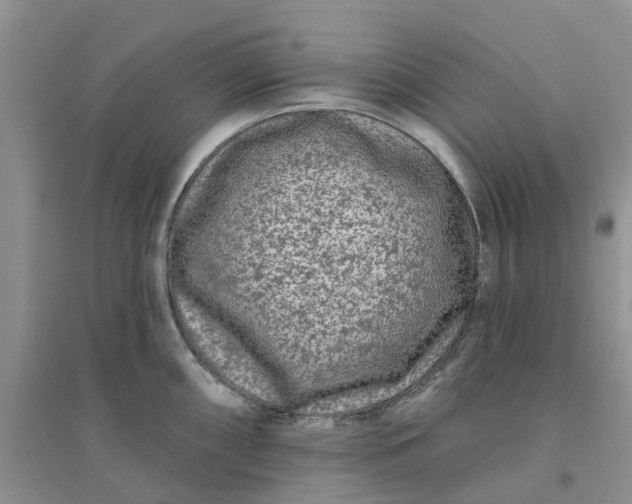 X0000096171098200802011313