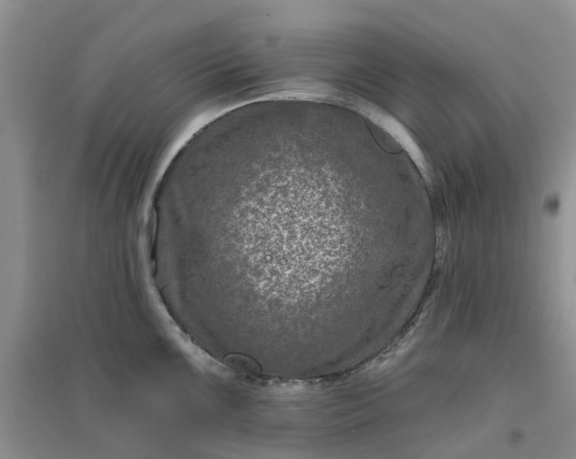 X0000096171099200802011313