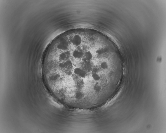 X0000096171117200802011312