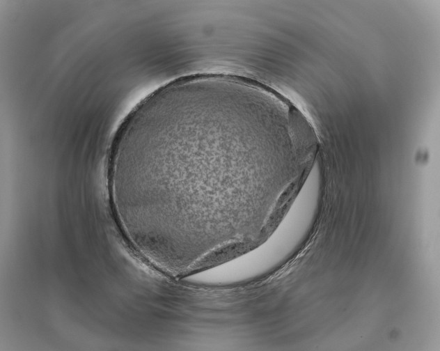 X0000096171120200802011312