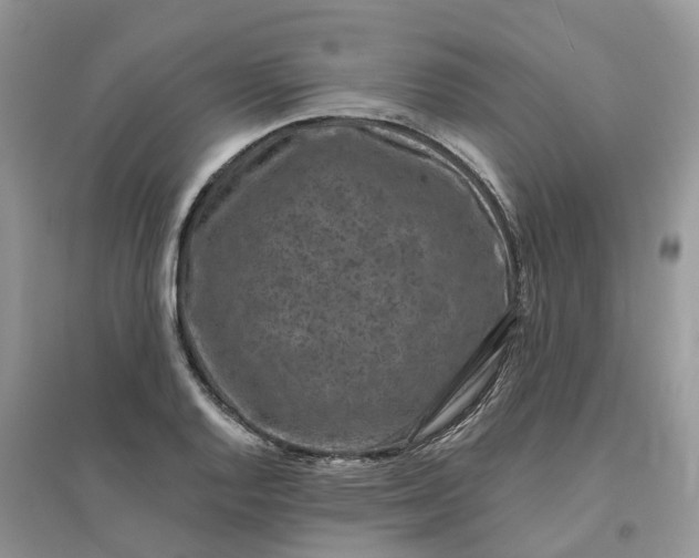 X0000096171128200802011312