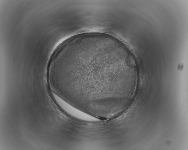 X0000096171174200802011311