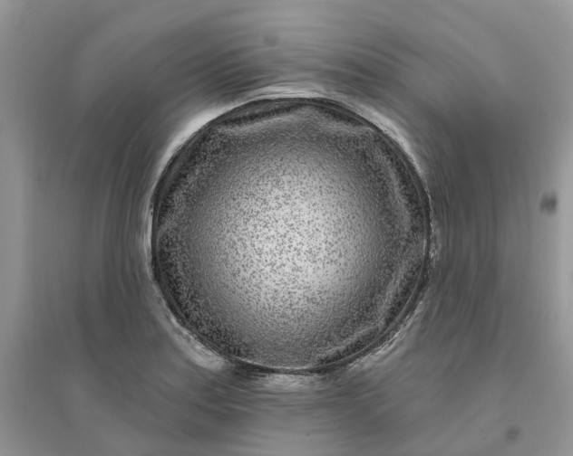 X0000096171179200802011311