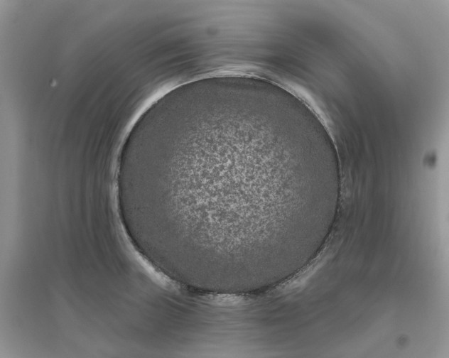 X0000096171235200802011311