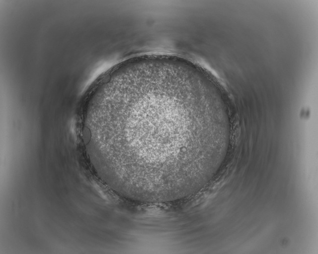 X0000096171255200802011310