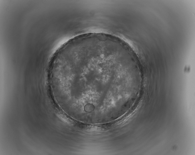 X0000096171263200802011310