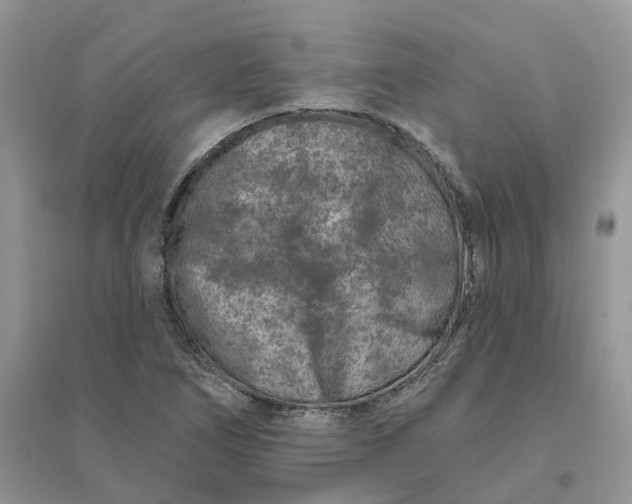 X0000096171266200802011310