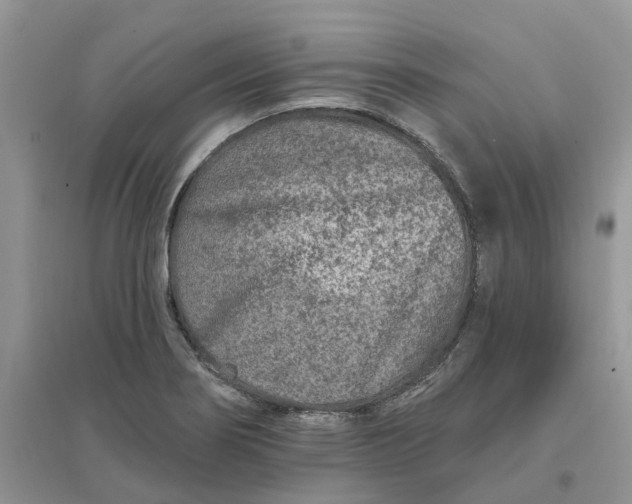 X0000096171274200802011310