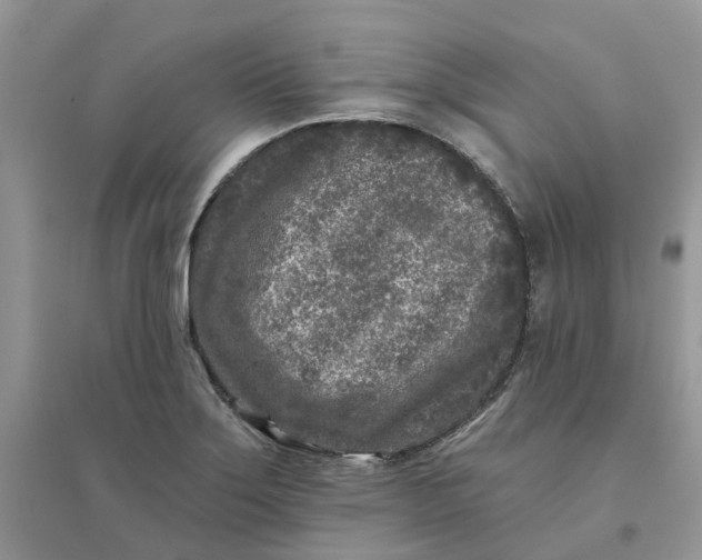 X0000096171275200802011310