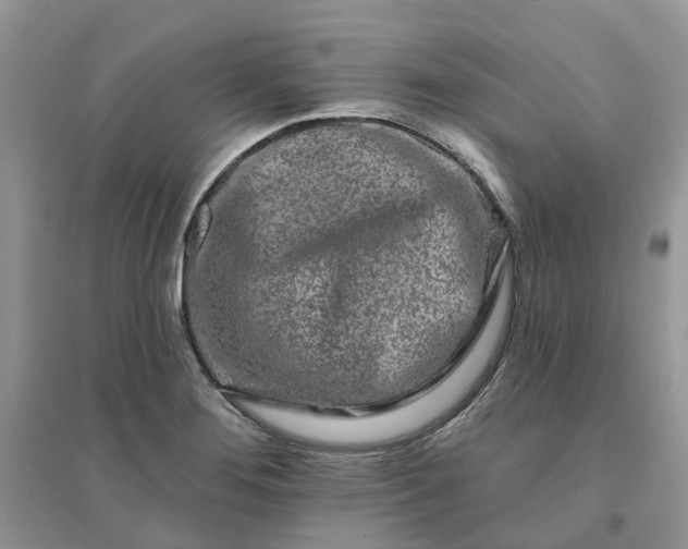 X0000096171276200802011310