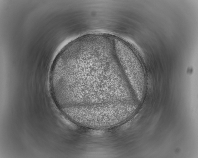 X0000096171278200802011310